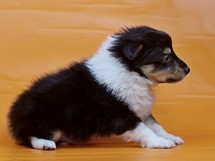 puppies
