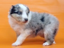 puppies