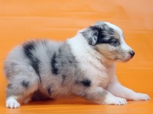 puppies