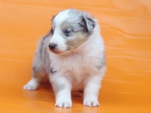puppies