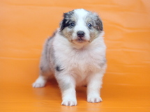 puppies
