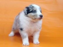 puppies