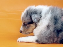 puppies