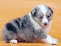 puppies