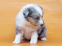 puppies