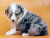puppies