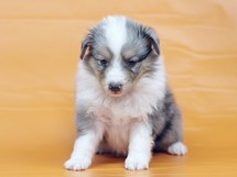puppies