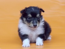 puppies