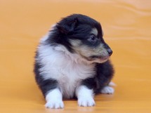 puppies