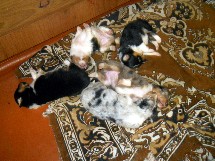 puppies