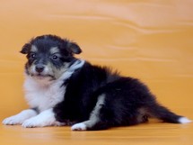 puppies