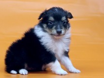 puppies