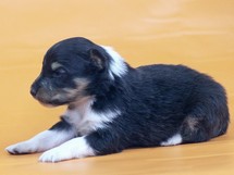 puppies