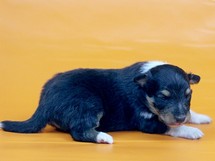 puppies