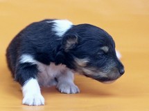 puppies