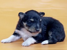 puppies