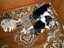 puppies