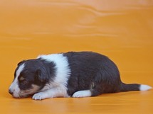 puppies