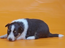 puppies