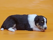puppies