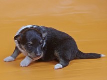 puppies