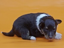 puppies