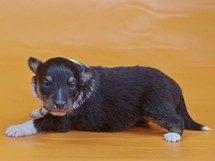 puppies