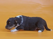 puppies