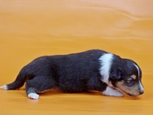 puppies