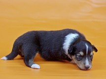 puppies
