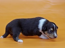 puppies