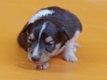 puppies