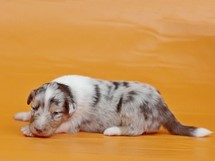 puppies