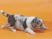 puppies