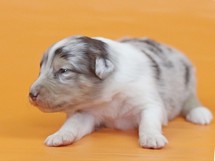 puppies