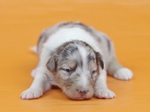 puppies