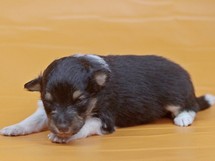puppies