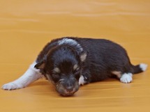 puppies