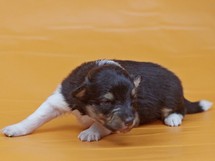 puppies