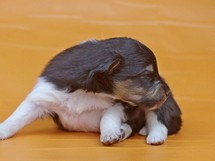 puppies