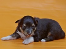 puppies