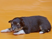 puppies