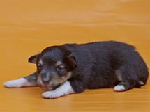 puppies