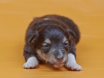 puppies