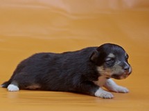 puppies
