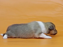puppies