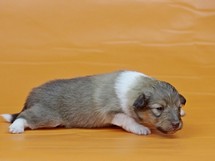 puppies