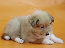 puppies