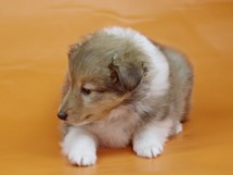puppies