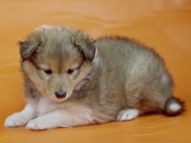 puppies